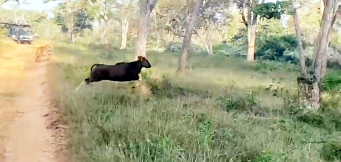 ಗುಂಡ್ಲುಪೇಟೆ ತಾಲೂಕಿನ ಬಂಡೀಪುರ ರಾಷ್ಟ್ರೀಯ ಅಭಯಾರಣ್ಯದಲ್ಲಿ ಕಾಡೆಮ್ಮೆ ಮೇಲೆ ಹುಲಿಯೊಂದು ದಾಳಿಗೆ ಮುಂದಾಗಿರುವುದು.