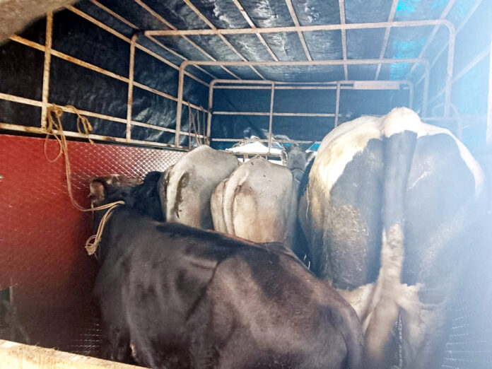 ಗುಂಡ್ಲುಪೇಟೆ ತಾಲೂಕಿನ ಬೇಗೂರು ಸಂತೇಮಾಳದ ಬಳಿ ವಶಕ್ಕೆ ಪಡೆದ ಐದು ಜಾನುವಾರು ಹಾಗೂ ವಾಹನ.